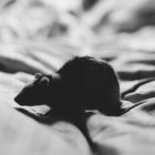 Canadian boy, 11, dies from rabies weeks after bat brushed his face