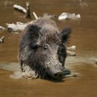 India government rejects Kerala’s plea to declare wild boar as vermin: State forest minister