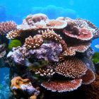 Scientists identify 64,000 sq miles of coral reef capable of surviving climate crisis