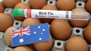 Australia confirms second H5N1 bird flu case