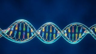 Genes may explain link between parents' BMI and childhood BMI: Study