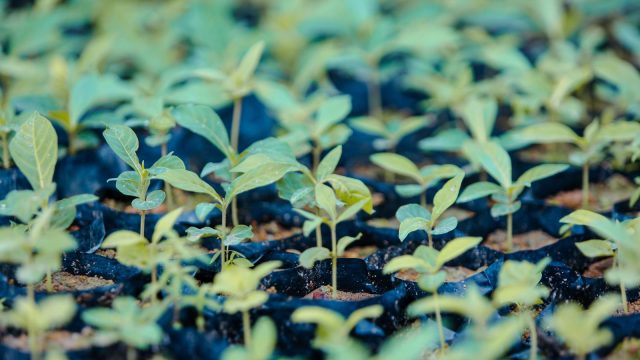Odisha targets planting 6.95 lakh saplings in urban areas to curb pollution: Chief Minister